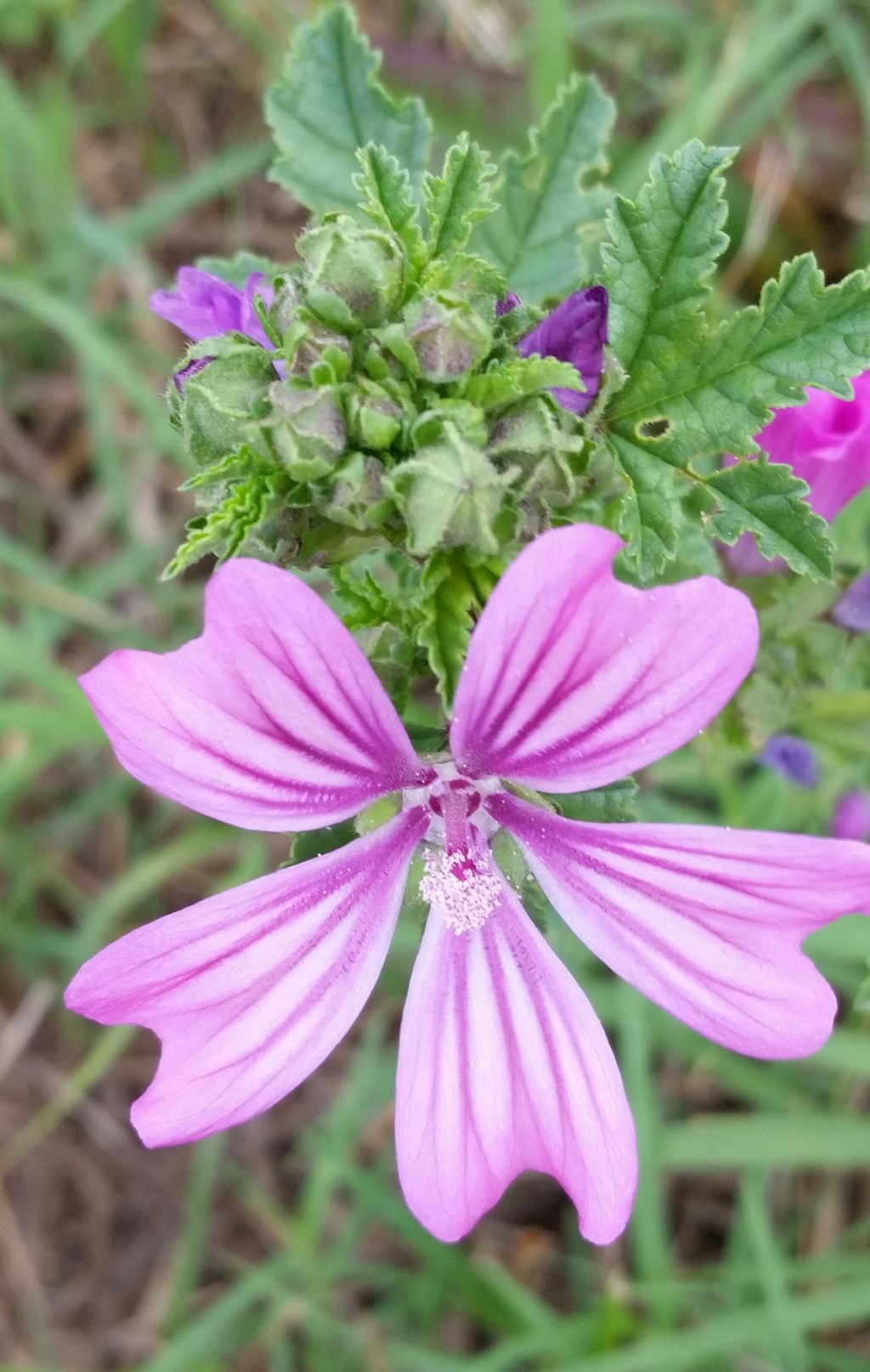 Malva sylvestris?  S !